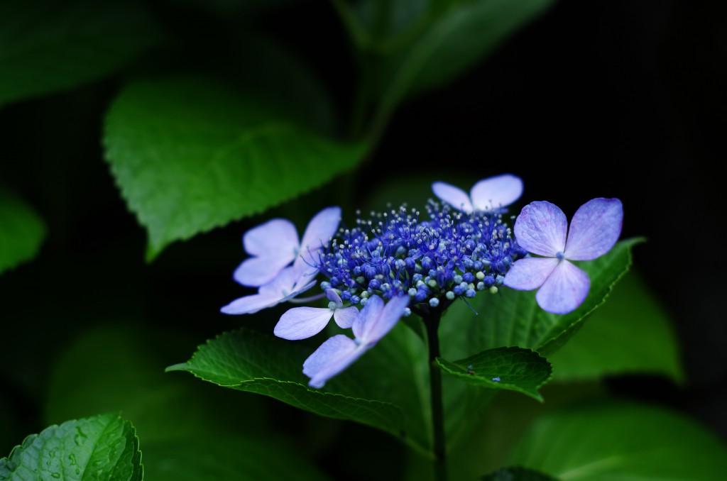 蒼く佇み、雫に潤い、緑に潜む。