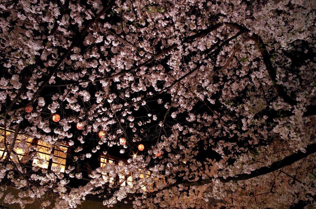 寒い夜を超え、一斉に咲き揃った桜。その美しさは一瞬なれど、この花を待つ人々の想いは永久に続く。